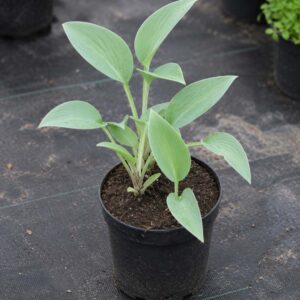 Hosta ‘Blue Cadet’