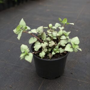 Täpiline iminõges ‘Beacon Silver’