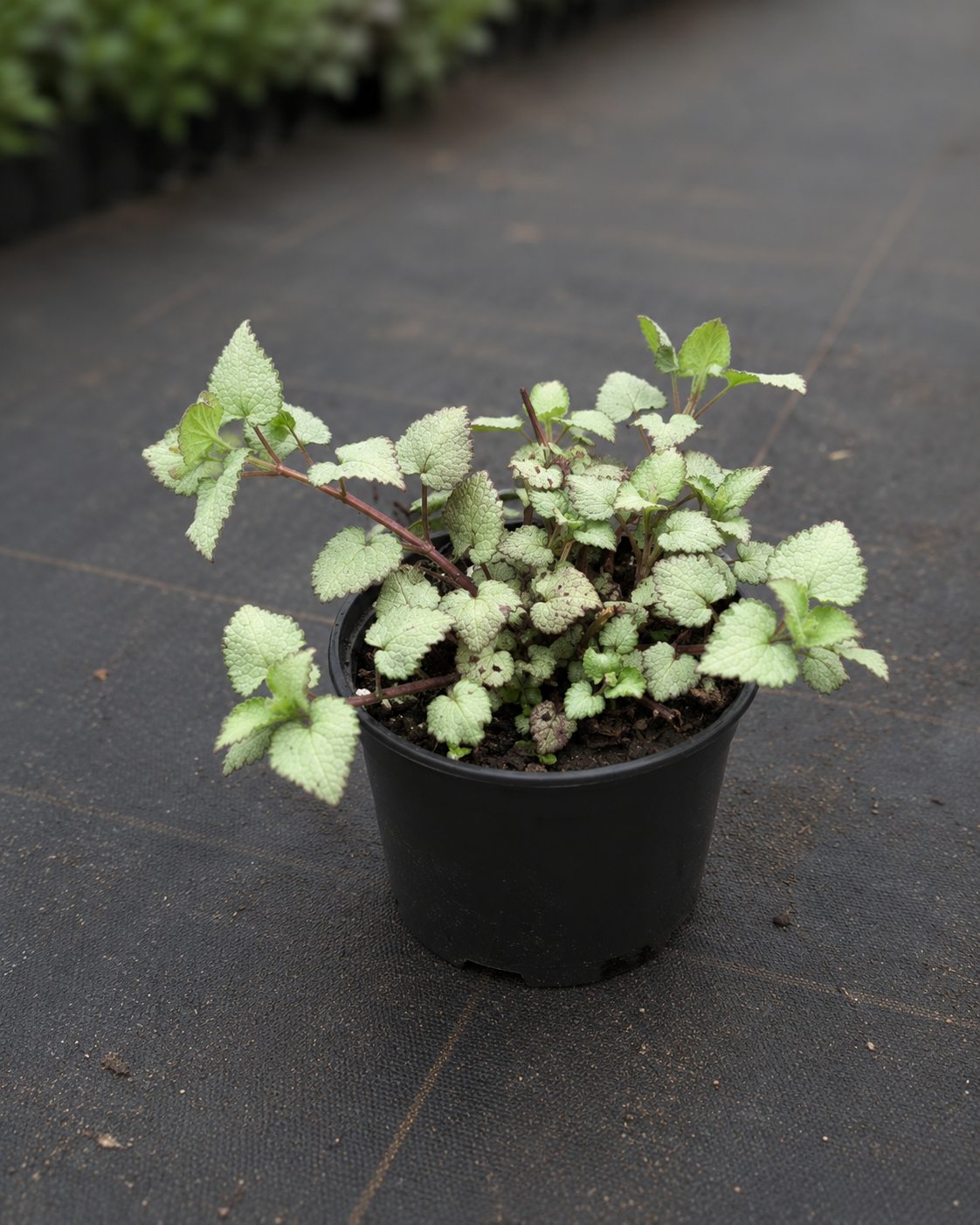 Täpiline iminõges ‘Beacon Silver’