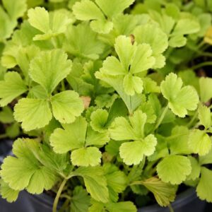 Siberi valdsteinia